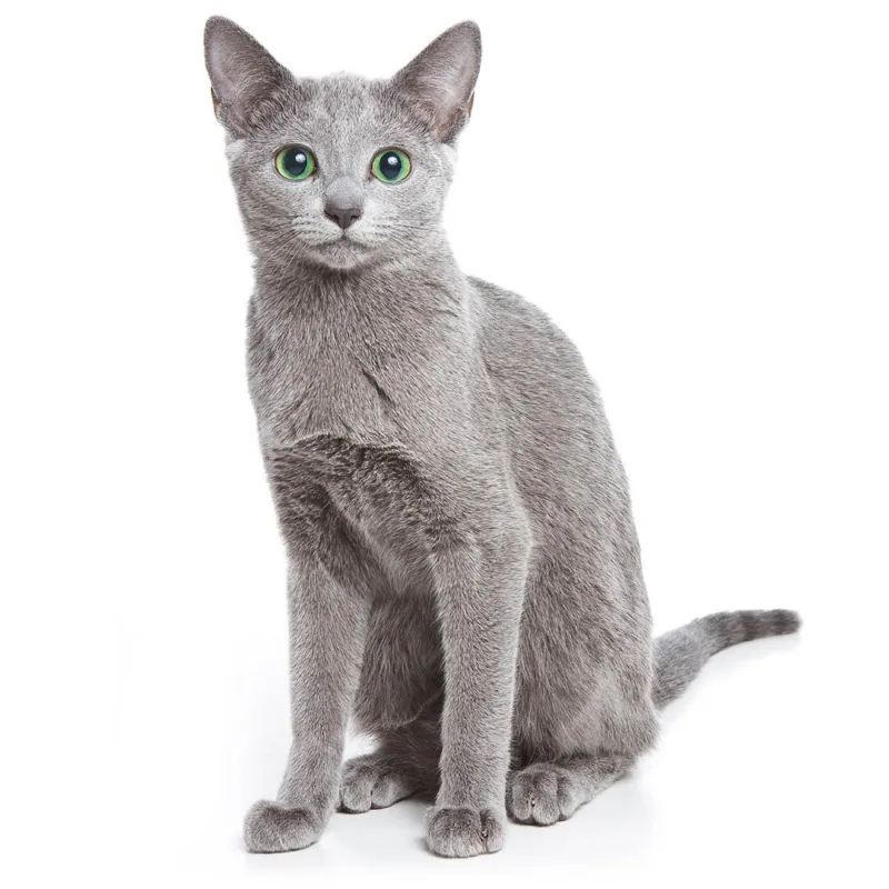 Russian Blue for sale